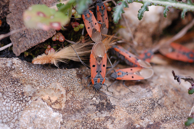 Lygaeus creticus in Sicilia